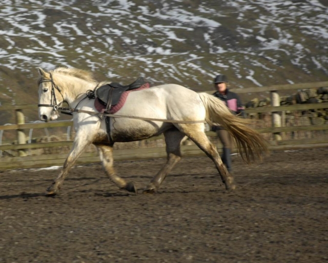 Our horse Silver